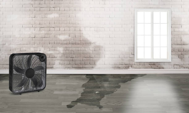 Best Water damage restoration company  in Lam, AR
